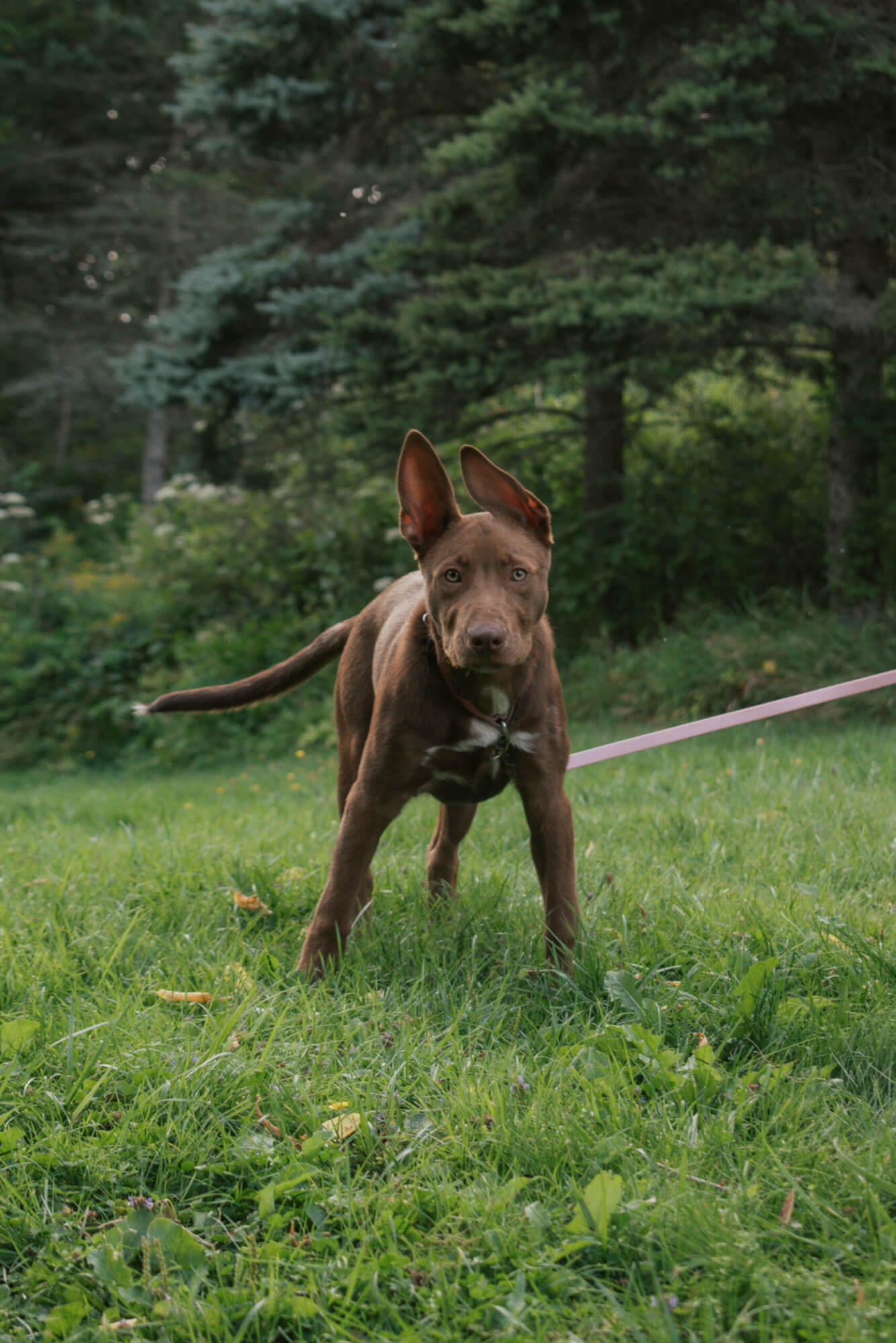 Breakthrough K9 Training
